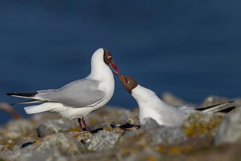A pair of black-headed gulls (Chroicocephalus ridibundus) has found a suitable nesting site and is