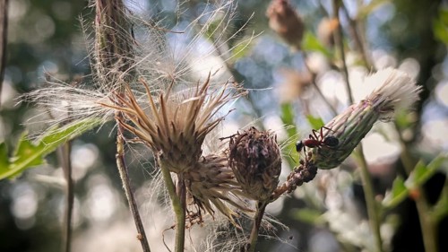 Close-up of a wood ant (Formica) on a thistle (Carduus) bathed in natural light, Frankenwald nature