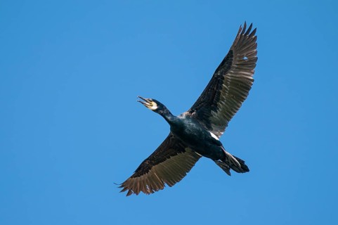 Cormorant (Phalacrocorax carbo) in flight, Stralsund, Mecklenburg-Western Pomerania, Germany