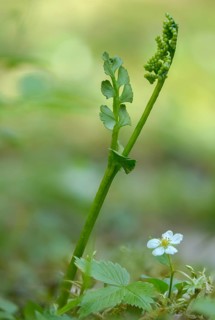 Botrychium lunaria, moonworm, moonworm fern, snake tongue, ophioglossaceae, common moonwort, flora,