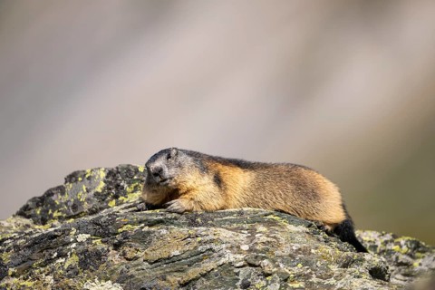 Alpine marmot (Marmota marmota) in autumn, Grossglockner, High Tauern National Park, Austria