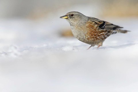 Alpine accentor, (Prunella collaris), animals, birds, family of the alpine accentors, Gemmi Pass,