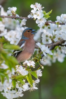 Chaffinch, Fringilla Coelebs, Fruit Tree Blossoms, Birds, Call, Spring, Song, High Size, Portrait