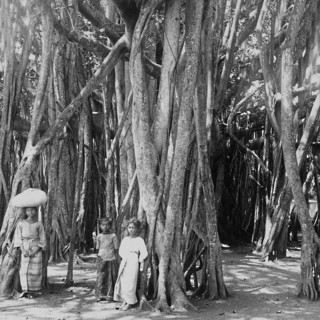 Two children and a girl are standing amongst the aerial roots of a very large banyan fig tree