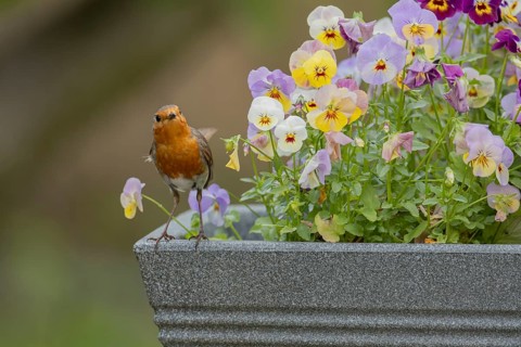 European robin (Erithacus rubecula) adult garden bird on a plant pot with pansy and viola flowers