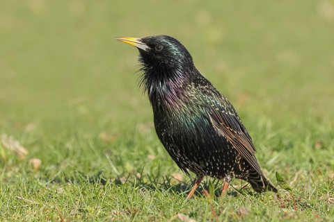 Starlings (Sturnus vulgaris), adult garden bird, foraging in a meadow, mating, nature photography,