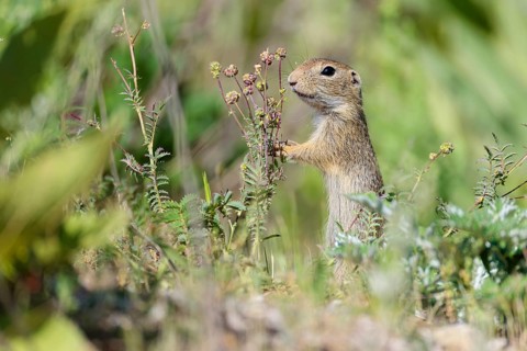 A young European ground squirrel (Spermophilus citellus) eats seats, leaves and flowers in a green