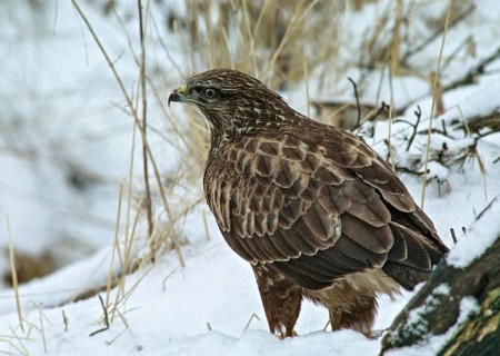 Accipitriformes, buzzard, buteo buteo, buzzard, buzzard, birds of prey, leo, raptor, raptors,