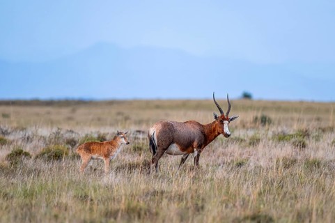 Blessbuck (Damaliscus pygargus phillipsi), female, adult with young, Mountain Zebra National Park,