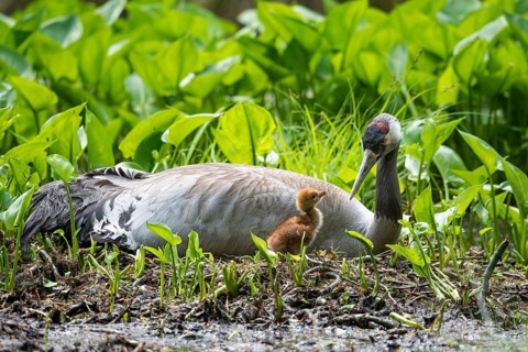 Crane (gurs grus) in nest with chicks, Feldberger Seenlandschaft, Mecklenburg-Vorpommern, Germany