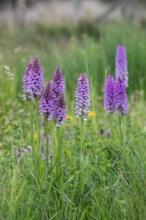 Moorland spotted orchid (Dactylorhiza maculata), Emsland, Lower Saxony, Germany