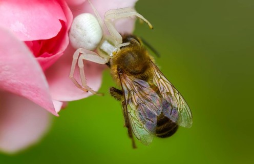 Apidae, apis mellifera, arachnida, bees, European honey bee, European honey bee, flower crab