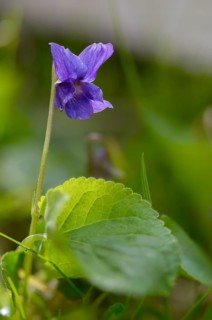 Sweet Violet, Violet, Violet, Viola Odorata, Violaceae, Flora, High Size, Portrait Format, Plants