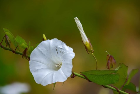 Calystegia sepium, real fence wind, rutland beauty, fence winch, bellbind, bugle vine, flora,