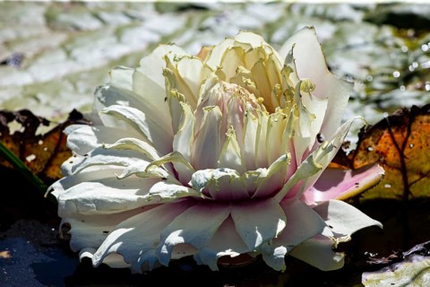 Giant water lily (Victoria amazonica) Pantanal Brazil
