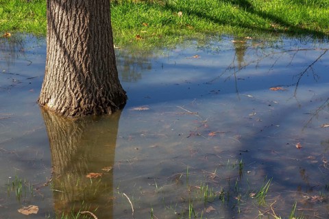 Deciduous tree trunk sitting in several centimetres of contaminated flood water on grass lawn