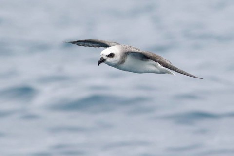 White-headed Petrel (Pterodroma lessonii) flying, Victoria, Australia