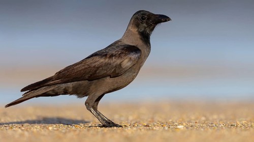 Shining Crow, Indian House Crow, House Crow, (Corvus splendens), Corbeau familier, Corneja India,