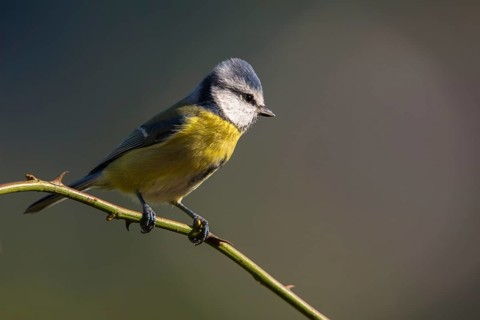 Blue tit, parus caeruleus, birds, tits, passeri, songbirds, songbirds, tits, birds