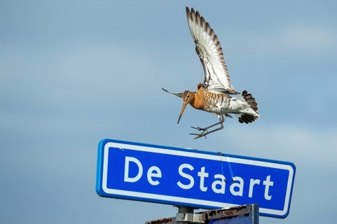 Black-tailed gown Limosa limosa) on a road sign, De Waal, Texel, the Netherlands