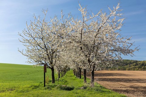 Green field path with cherry trees (prunus) in blossom, avenue, Rammenau, Saxony, Germany