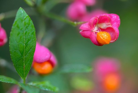 Celastraceae, Euonymus europaea, European Pfaffenhütchen, Pfaffenhütchen, Pfaffenkapperl,