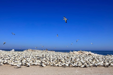 Cape Gannet (Morus capensis), breeding colony, on land, coast, beach, Lamberts Bay, Western Cape,