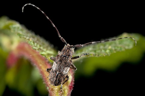 Bind eyeboat, gray-bonded eyespot, mesosa nebulosa, white-clouded longhorn beetle, beetle, longhorn
