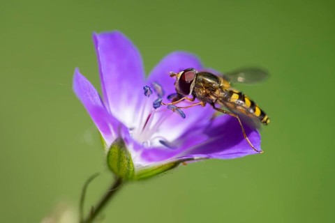 Wood cranesbill (Geranium sylvaticum) with a hoverfly, Heiligenblut, Carinthia, Austria