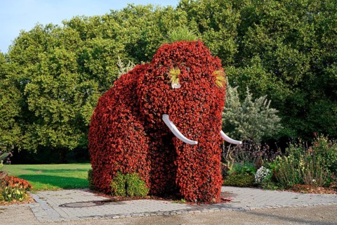 An elephant sculpture planted with ever-flowering begonias (Begonia semperflorens), the ‘Flower