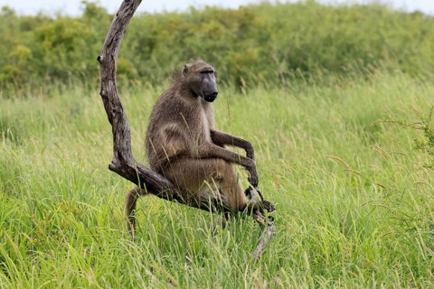 Bear baboon (Papio ursinus), Chakma baboon, adult, sitting, relaxed, tree trunk, observing, Kruger