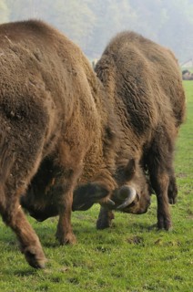 Mountain bison, Bison bonasus caucasicus, breeding in Hardehausen, Hesse, Germany, April 2009