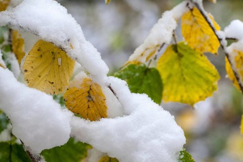Autumn, detail, autumn, autumn leaves, snow, snow