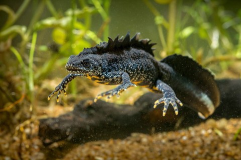 Great crested newt, crested newt, northern crested newt, Triturus cristatus, amphibians,