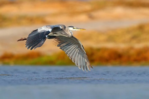 Grey grey heron (Ardea cinerea), Foraging, Boat Trip, Tiszaalpár, Kiskunsági National Park,
