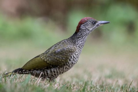 Young green woodpecker (Picus viridis), Emsland, Lower Saxony, Germany