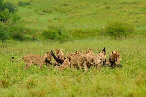 A pride of lions surrounds a killed buffalo in the vast savannah landscape, lion (Panthera leo),