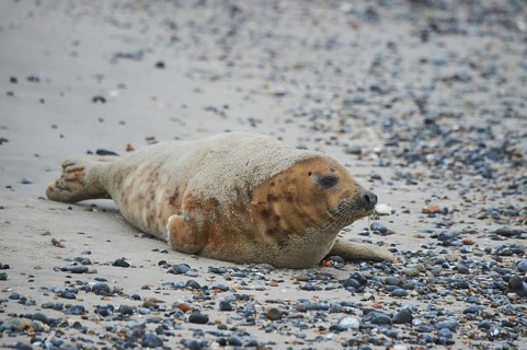 Grey seal (Halichoerus grypus) lying on the beach, Düne, Helgoland, Schleswig-Holstein, Germany