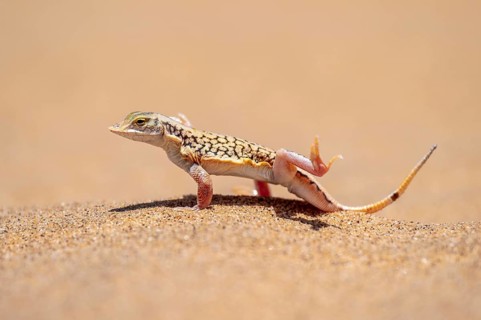 Shovel-nosed lizard (Meroles anchietae), in the sand, stretching its legs in the air to cool off,