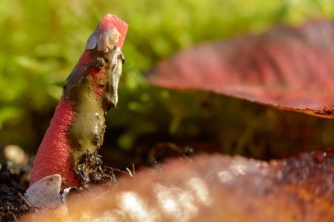 Corynites brevis, Corynites ravenelii, raspberry-red dog rod, mutinus brevis, mutinus ravenelii,