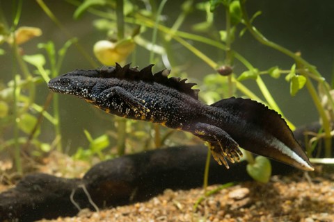 Great crested newt, crested newt, northern crested newt, Triturus cristatus, amphibians,
