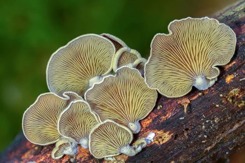 Astringent panus, bitter oyster, bitter mussel mushroom, bitter-sharp dwarf ball, oak dwarf ball,