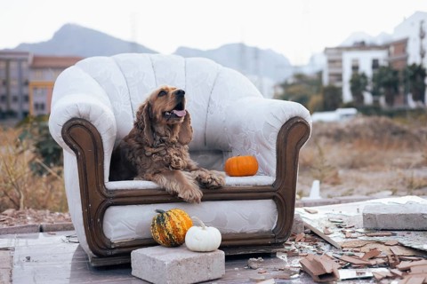 A friendly dog lounges comfortably on an ornate armchair, positioned in a rustic outdoor