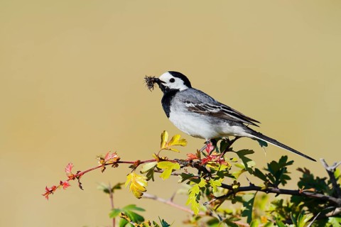 White Wagtail (Motacilla alba), a male with insects in its beak, perched on a twig,