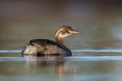 Australasian Grebe (Tachybaptus novaehollandiae) young, Victoria, Australia