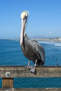 Brown pelican, (Pelecanus occidentalis), on Oceanside Pier, Oceanside, California, United States