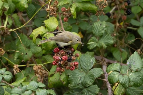 Common chiffchaff (Phylloscopus collybita) adult bird on blackberries fruit in a hedgerow in