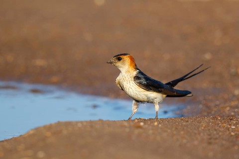 Red-rumped Swallow (Cecropis daurica) looking for nesting material, Lesvos, Greece