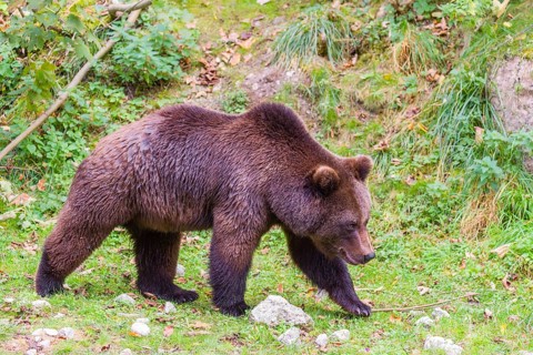 A young male Eurasian brown bear (Ursus arctos arctos) walks across a meadow
