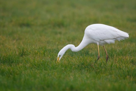 Great Egret (Ardea alba), Netherlands
